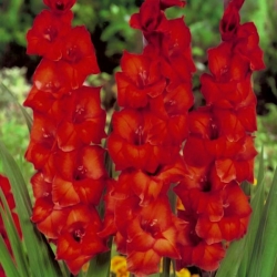 Brunt sukker gladiolus - 5 stk