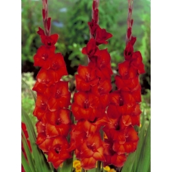 Brunt sukker gladiolus - 5 stk