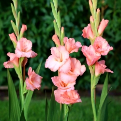 Chatelaine gladiolus - iso paketti! -50 kpl - 
