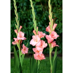 Chatelaine gladiolus - iso paketti! -50 kpl