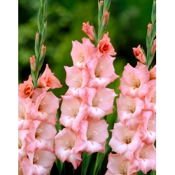 Cimarosa gladiolus - 5 pcs