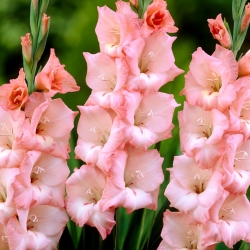Cimarosa gladiolus - liels iepakojums! - 50 gab.