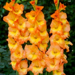 Conca d'Oro gladiolus - 5 pcs