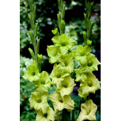 Dingadong gladiolus - large package! - 50 pcs