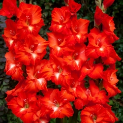 Franco Zecca gladiolus - 5 stk - 