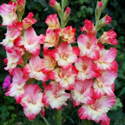 Gerona gladiolus - 5 buc.
