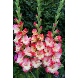 Gerona gladiolus - 5 kom
