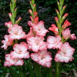 Kalos gladiolus - 5 pcs