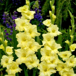Morgengull gladiolus - 5 stk