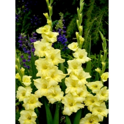 Morgonguld gladiolus - 5 st - 