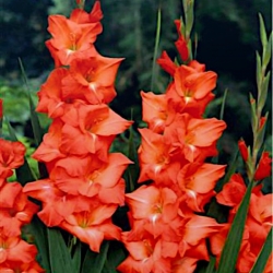 Pisa gladiolus - 5 kpl