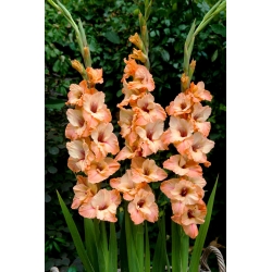 Sabor gladiolus - 5 pcs