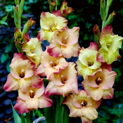 Strelec gladiolus - 5 ks