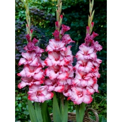 Ted's Trump gladiolus - large package! - 50 pcs