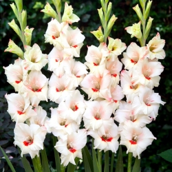 Schokoriegel Gladiolus - große Packung! - 50 Stück - 