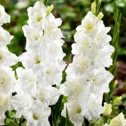 Elmorada gladiolus - 5 buc.