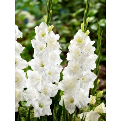 Elmorada gladiolus - 5 pcs