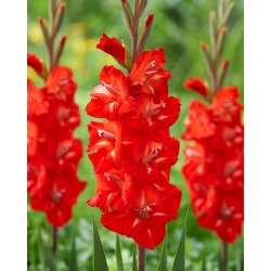Firebug gladiolus - 5 pcs
