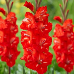 Firebug Gladiolus - 5 Stk - 