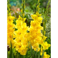 Golden Sunrise gladiolus - iso paketti! -50 kpl