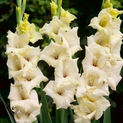 Rivendell-gladiolus - 5 kpl