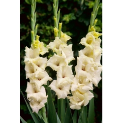 Rivendell-gladiolus - 5 kpl
