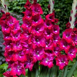 San Siro gladiolus - 5 kpl