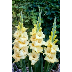 Sun gladiolus - 5 pcs