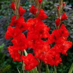 Gladiolus petard - 5 kosov