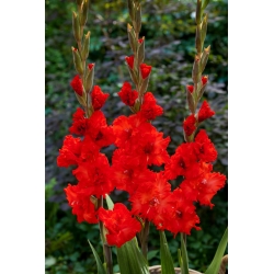 Firecracker gladiolus - 5 pcs