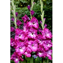 Nablus gladiolus - 5 st
