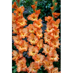 Princess Ruffle gladiolus - 5 kpl