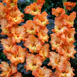 Princess Ruffle gladiolus - 5 kpl