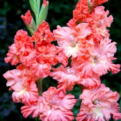 Rik's Frizzle gladiolus - ¡paquete grande! - 50 pcs