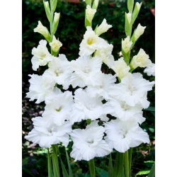Tarantella gladiolus - pacote grande! - 50 peças