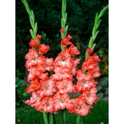 Ted's Frizzle gladiolus - iso paketti! -50 kpl