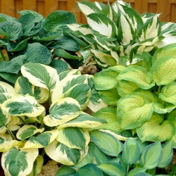 Hosta - sort blanding med forskelligt farvede blade; plantain lilje