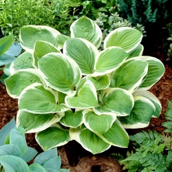Diana Remembered hosta, plantain lily - large flower