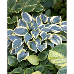 First Frost hosta, plantain lily - large package! - 10 pcs