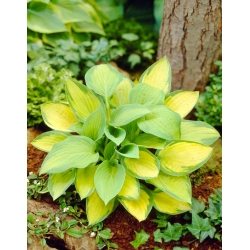 Paul's Glory hosta, plantain lily - 