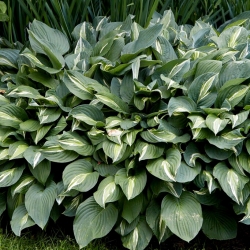 Snake Eyes hosta, plantain lily - large package! - 10 pcs