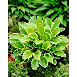 So Sweet hosta, plantain lily - a fragrant variety - large package! - 10 pcs