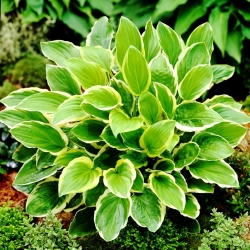 So Sweet hosta, plantain lily - a fragrant variety