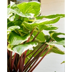 Sorbet hosta, plantain lily - red leaf petioles