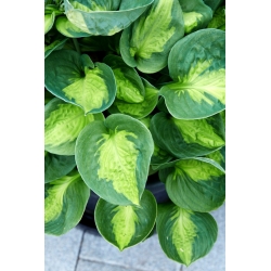 Sunset Grooves hosta, plantain lily - large package! - 10 pcs