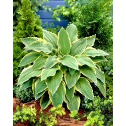 Yellow River hosta, plantain lily - large package! - 10 pcs