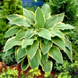 Yellow River hosta, plantain lily - large package! - 10 pcs