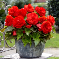 Superba Begonia roja de flores grandes - de flores rojas - 2 piezas