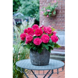 Superba Rose begónia veľkokvetá - ružovo kvetovaná - veľké balenie! - 20 ks
