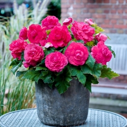 Superba Rose lielziedu begonija - rozā zieda - rozā - 2 gab.